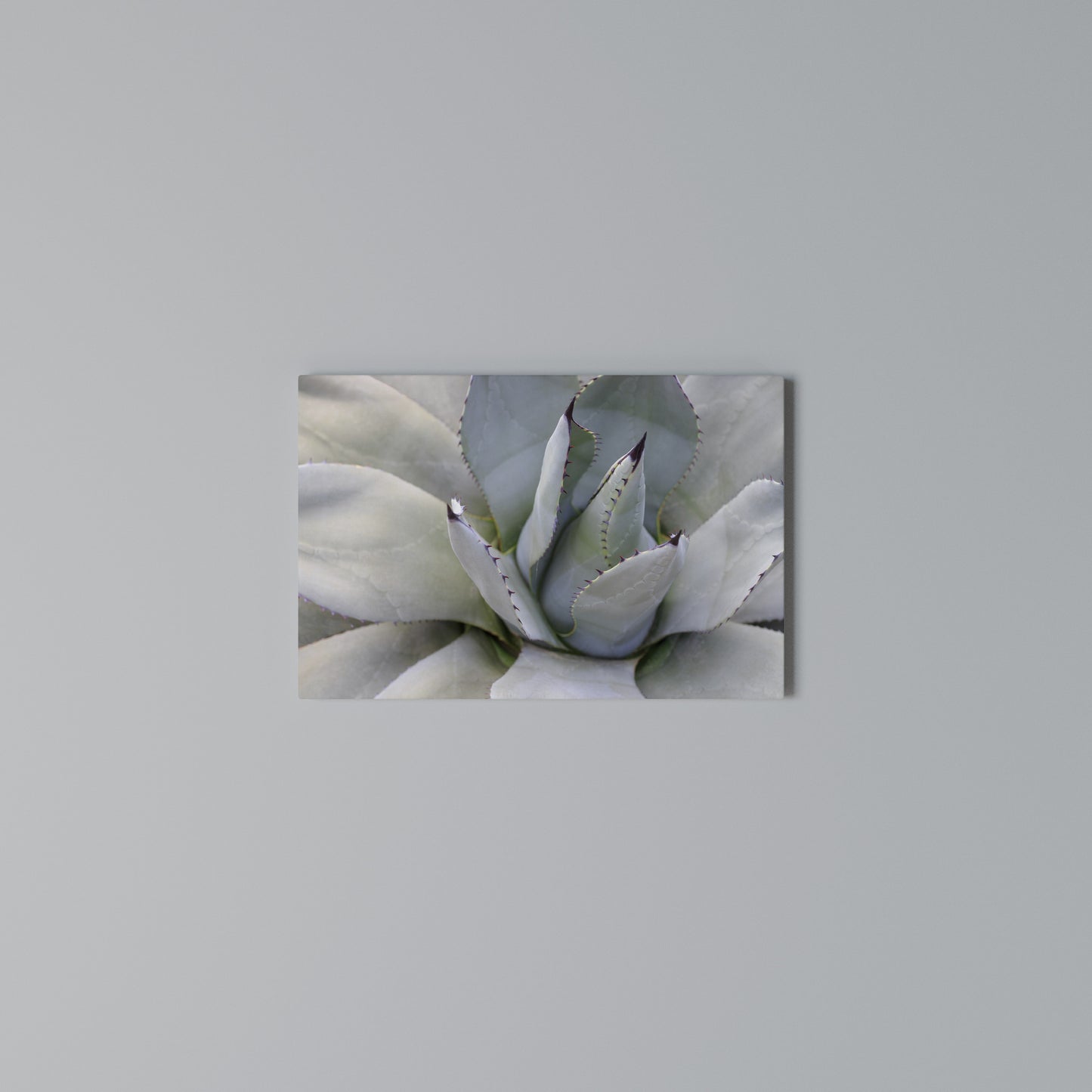 AGAVE ELEGANCE Horizontal Canvas Print