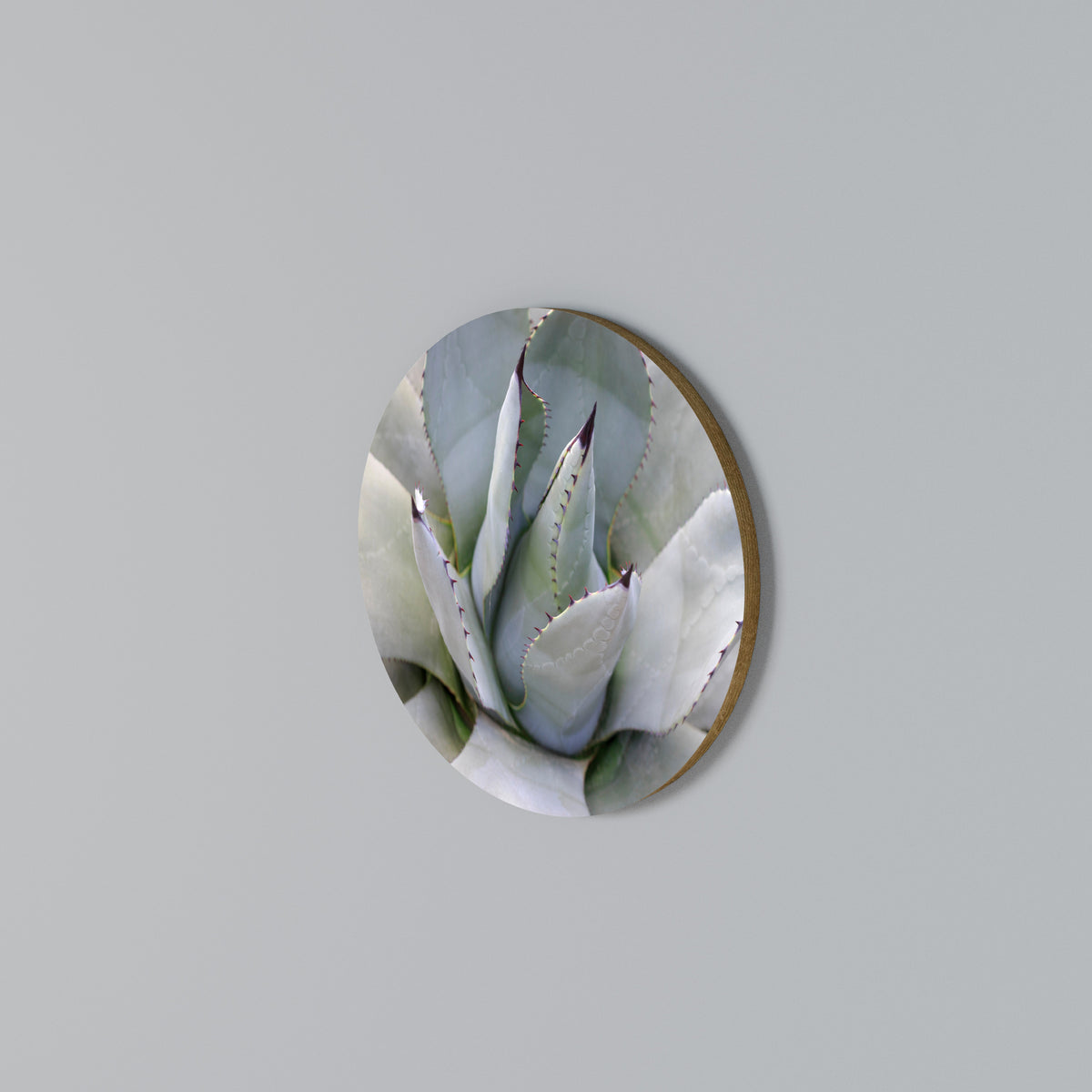 AGAVE ELEGANCE Arte de Parede Redonda