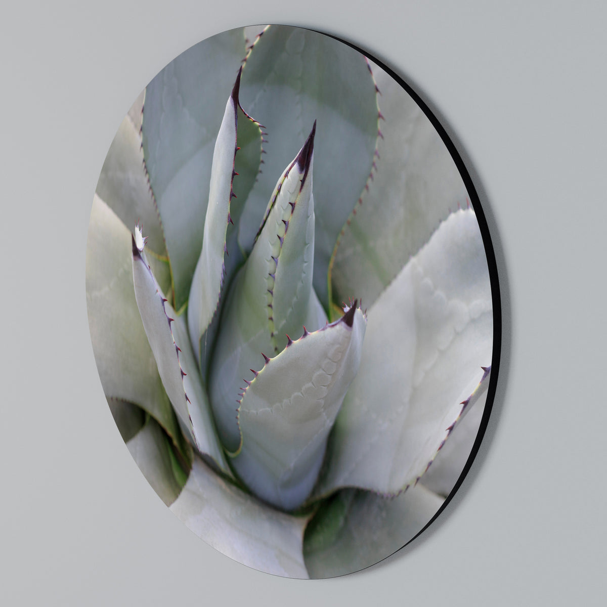 AGAVE ELEGANCE Arte de Parede Redonda