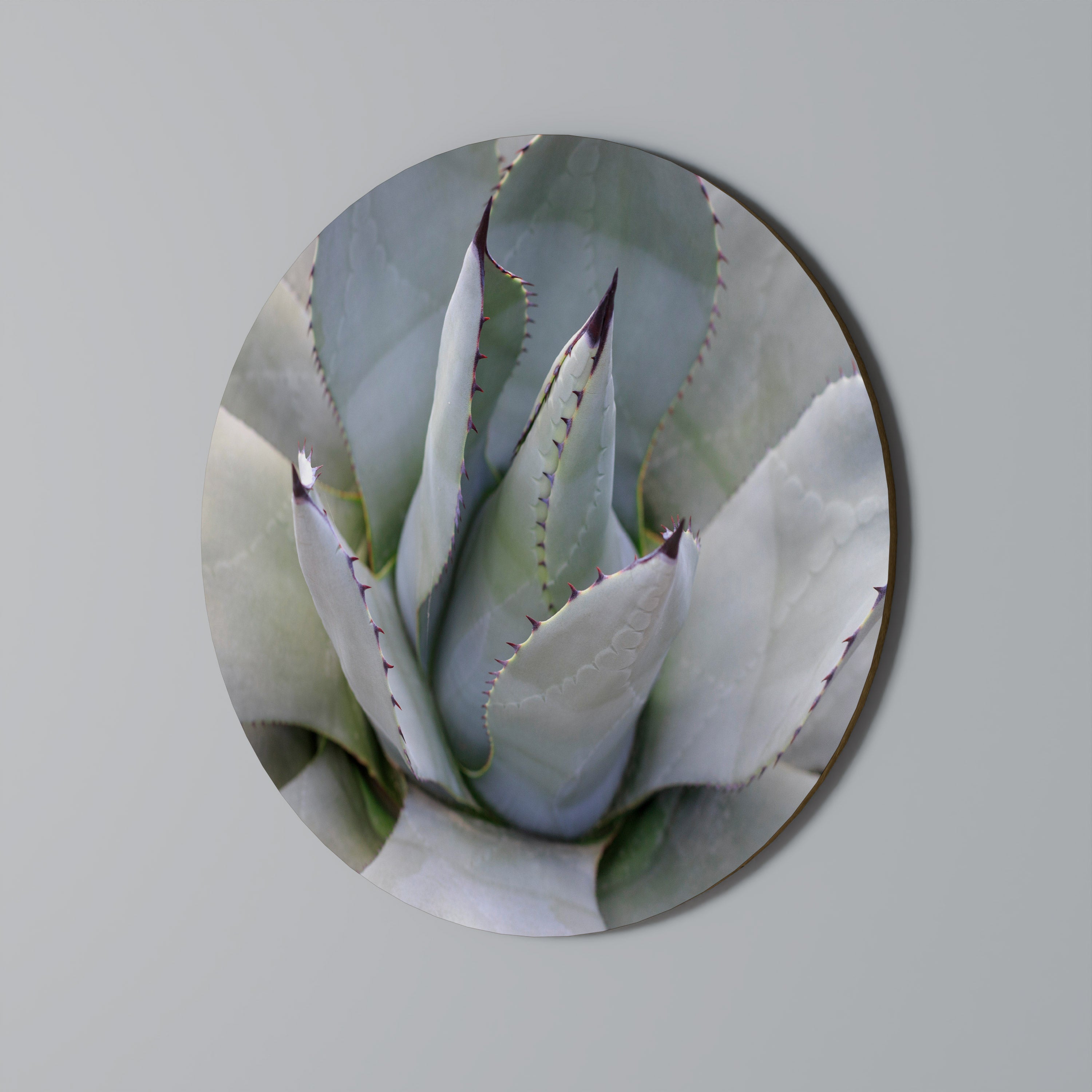 AGAVE ELEGANCE Quadro Redondo Decorativo