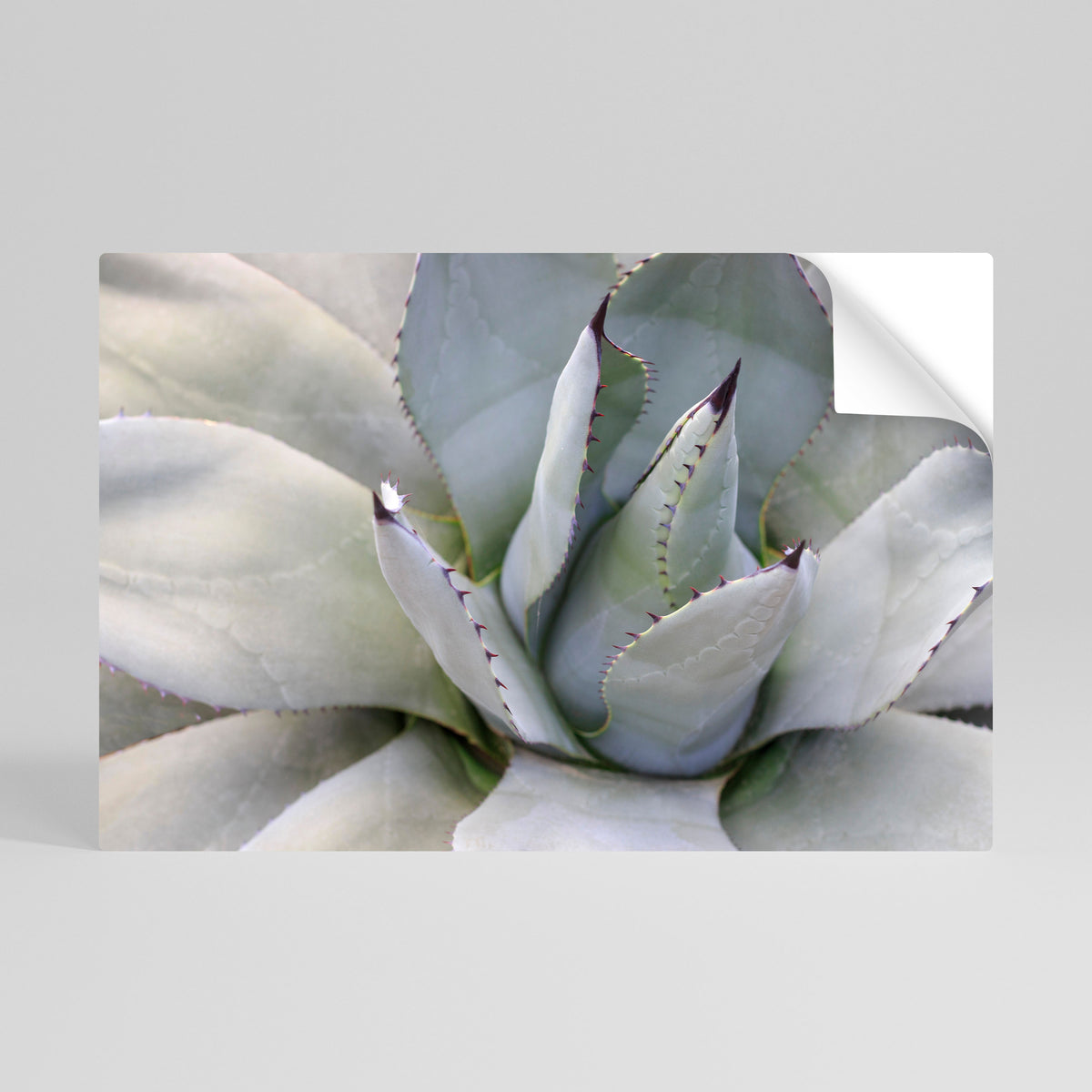 AGAVE ELEGANCE Póster Autocolante Horizontal