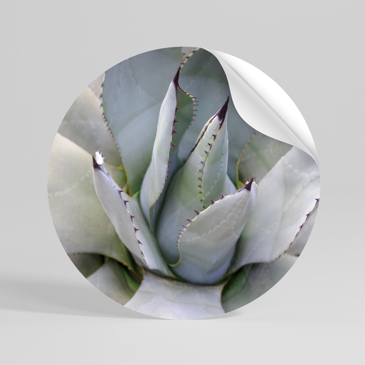 AGAVE ELEGANCE Autocolante Redondo Removível