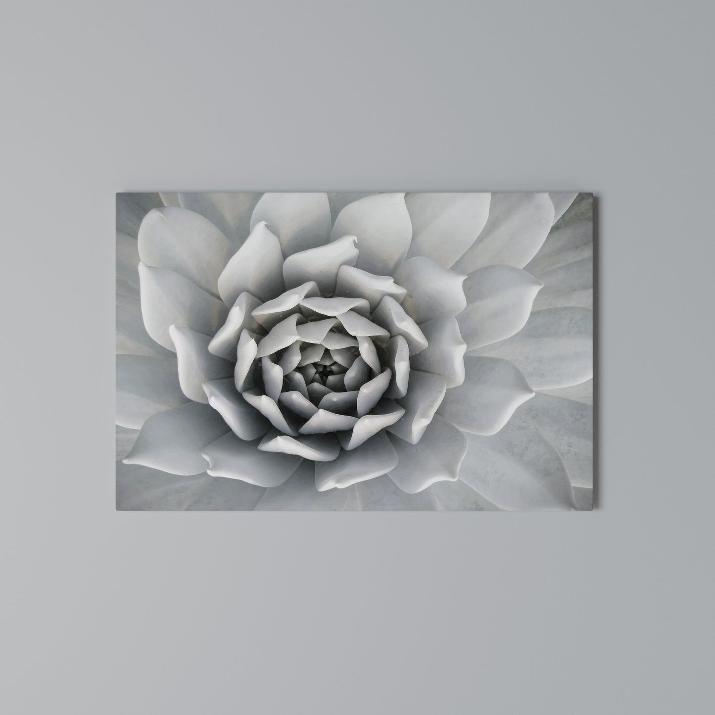 ELEGANT PETAL SWIRL Horizontal Canvas Print