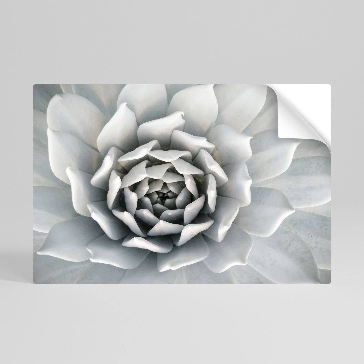 ELEGANT PETAL SWIRL Póster Autocolante Horizontal