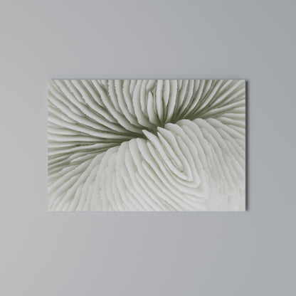 NATURE'S SYMMETRY Horizontal Canvas Print