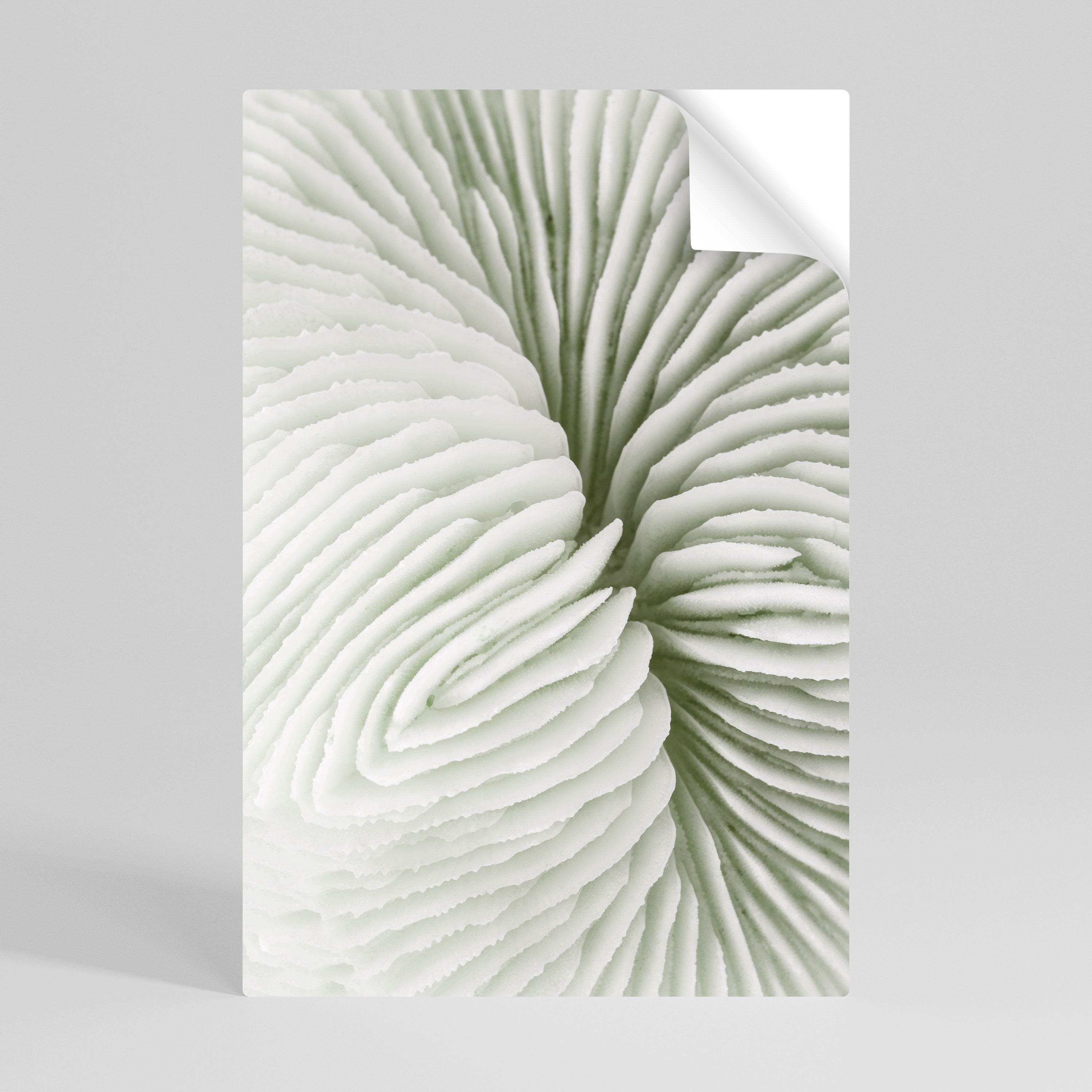 NATURE'S SYMMETRY Poster Vertical Autocolante