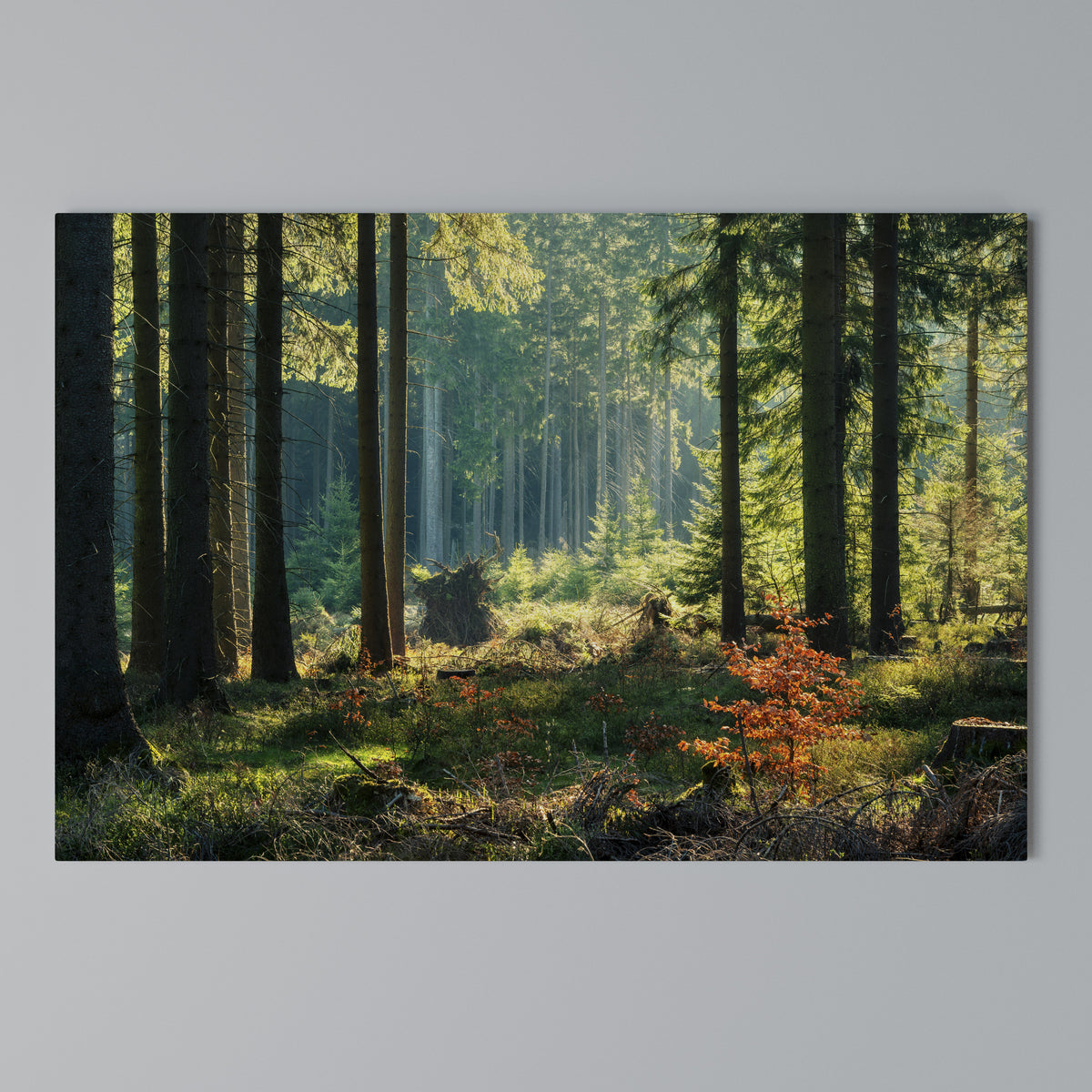SUNLIT FOREST SERENADE Horizontal Canvas Print