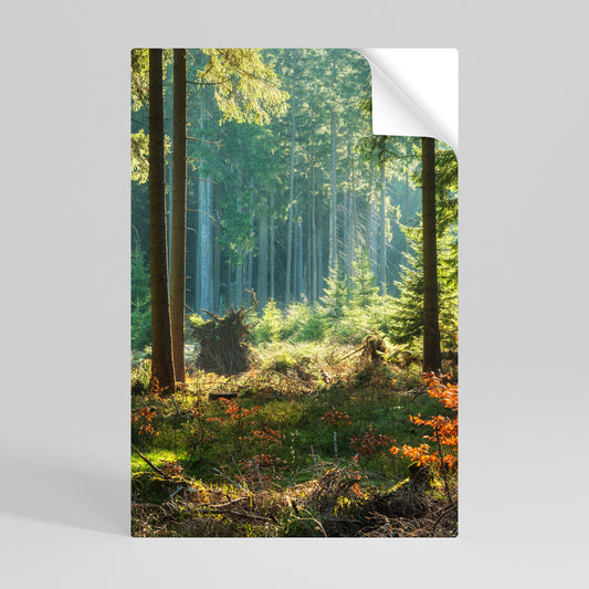 SUNLIT FOREST SERENADE Póster Autocolante Vertical