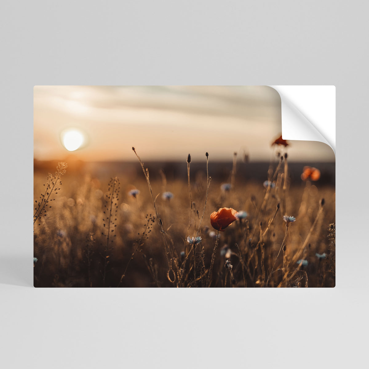 GLOWING MEADOWS AT DUSK Póster Autocolante Horizontal