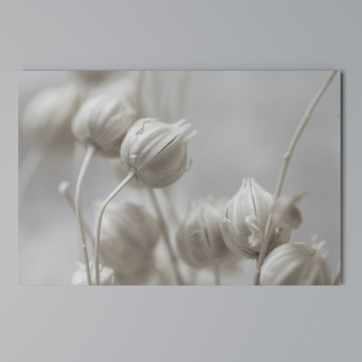 MYSTICAL BOTANICAL BLUSH Horizontal Canvas Print
