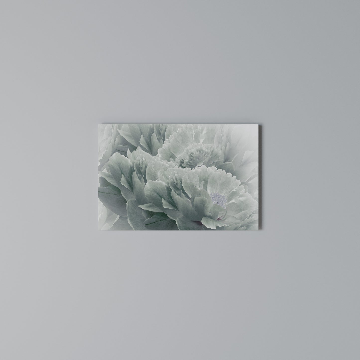 TREE PEONIES Horizontal Canvas Print