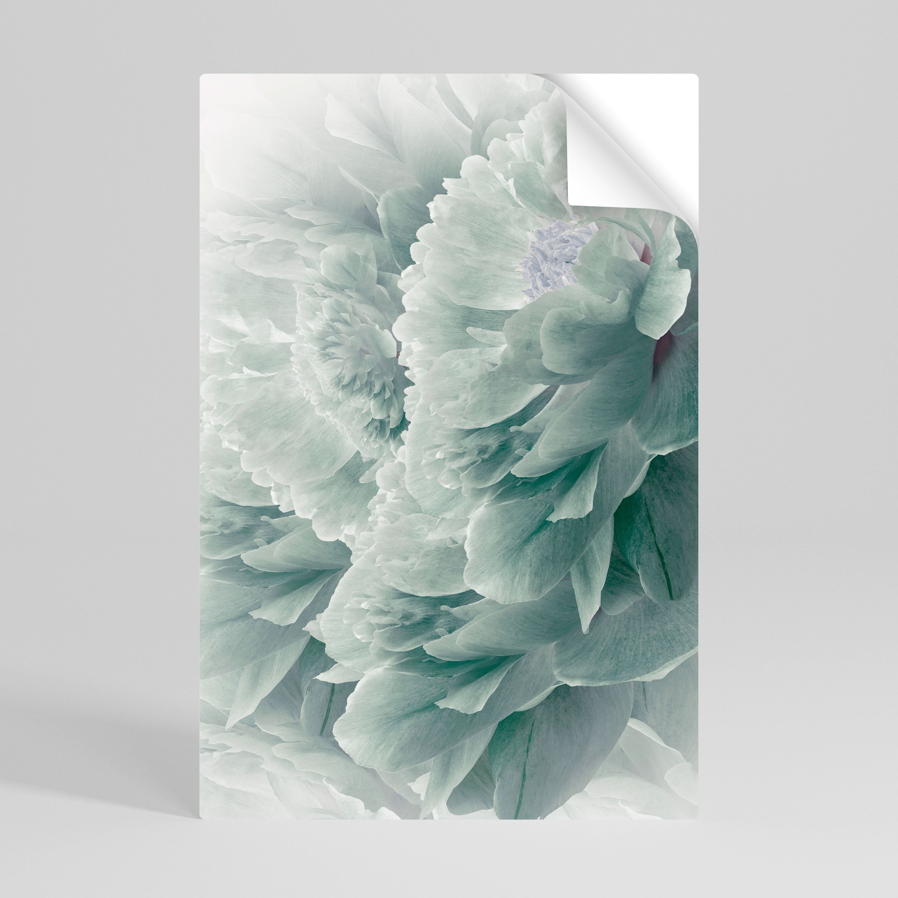 TREE PEONIES Poster Vertical Autocolante
