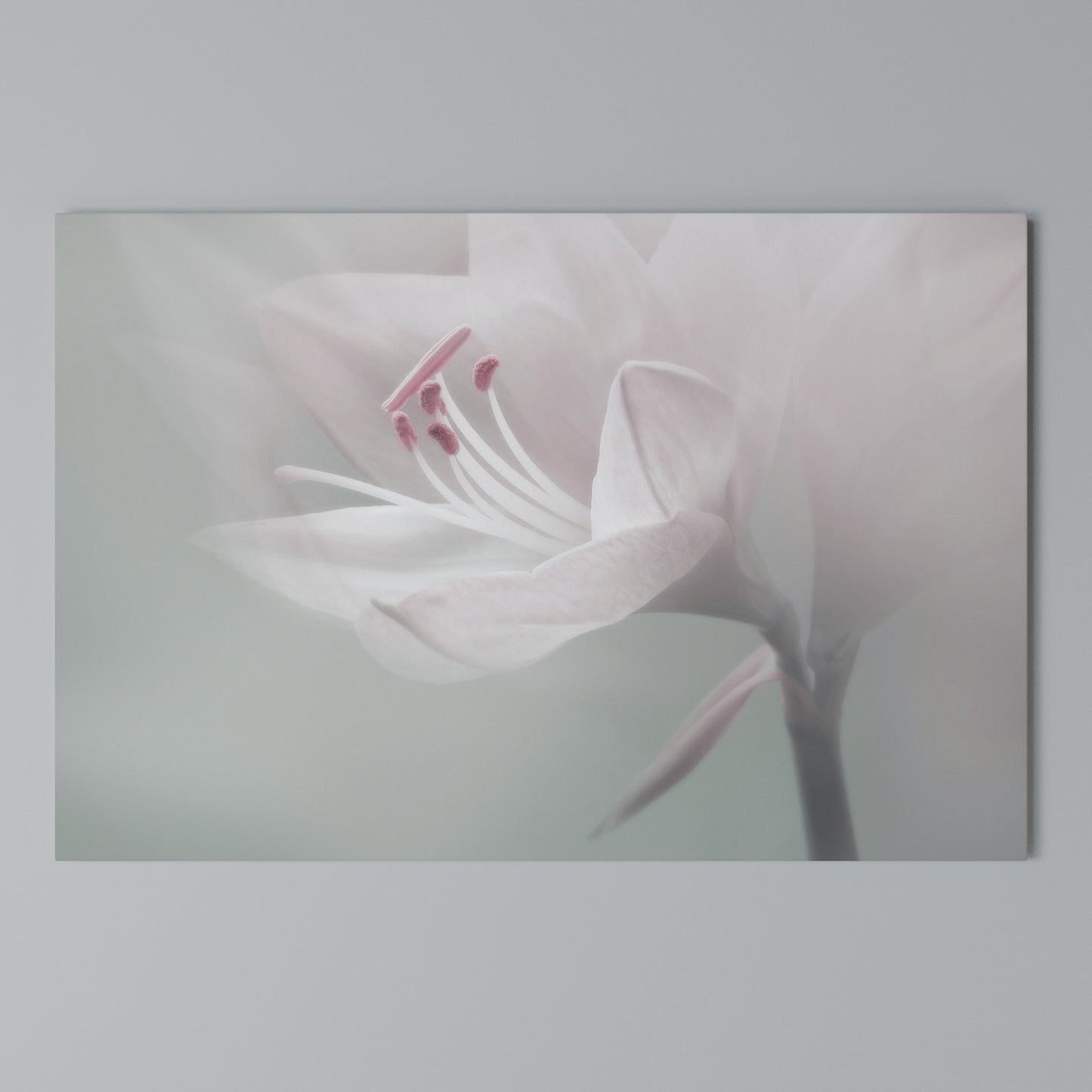 GENTLE LILY Horizontal Canvas Print