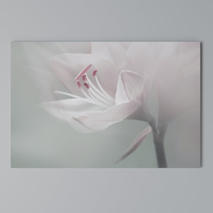 GENTLE LILY Horizontal Canvas Print