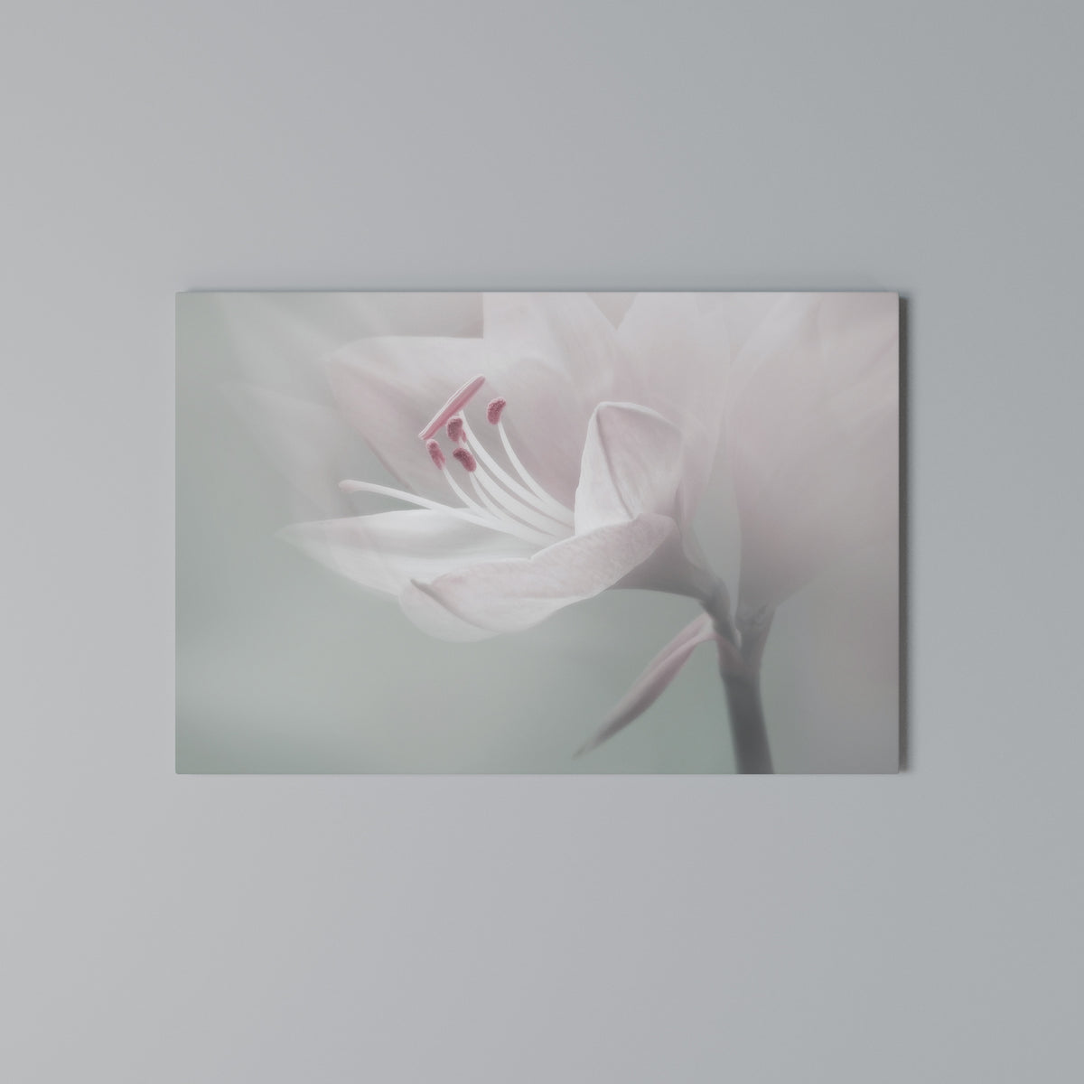 GENTLE LILY Horizontal Canvas Print