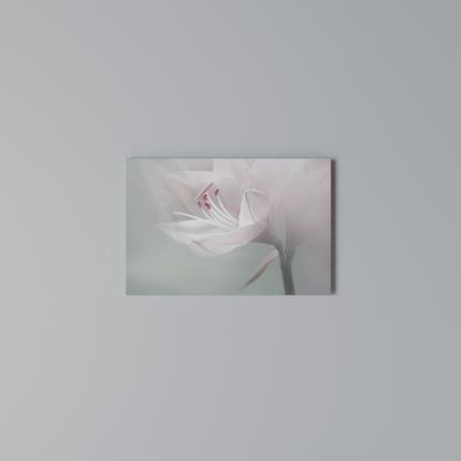 GENTLE LILY Horizontal Canvas Print