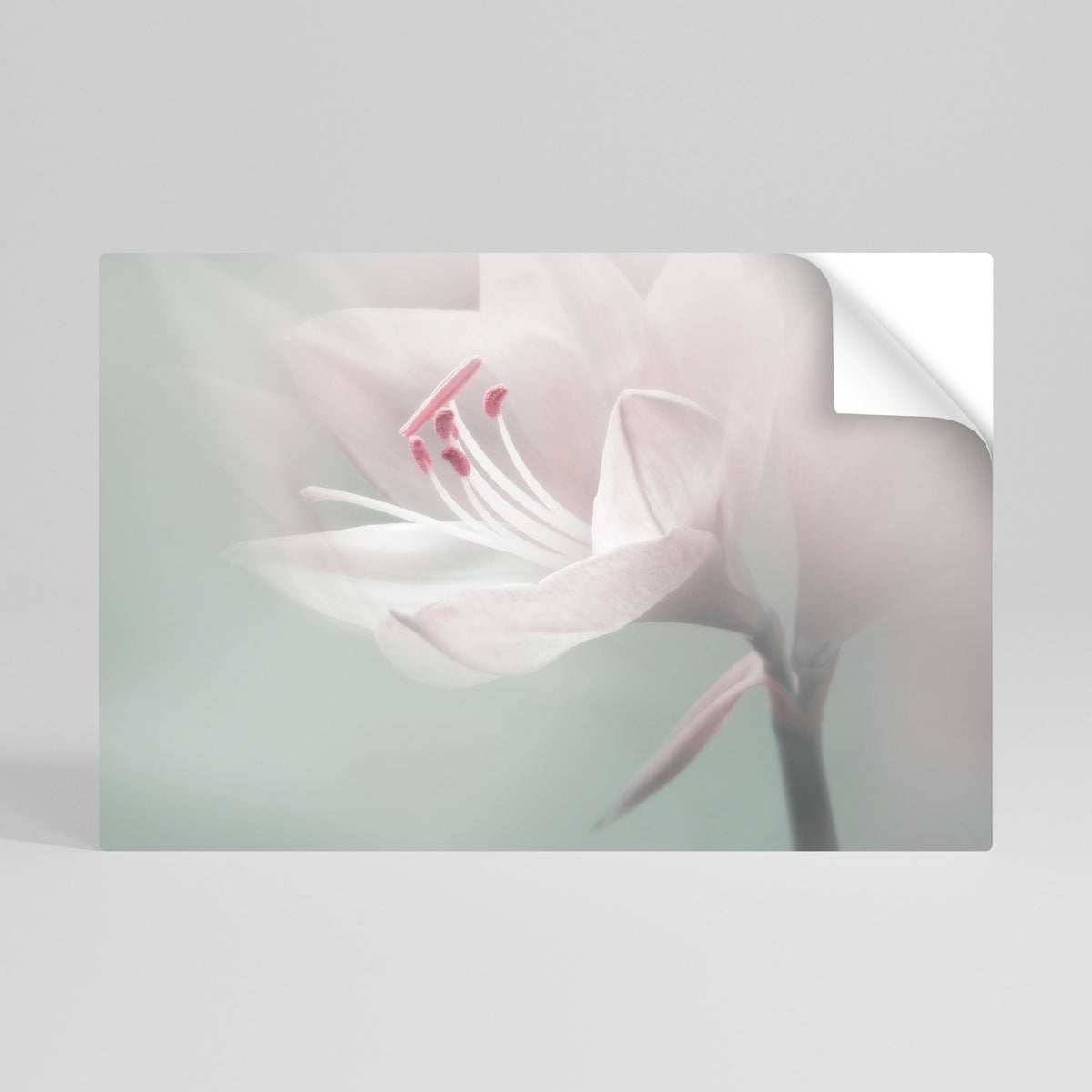 GENTLE LILY Póster Autocolante Horizontal