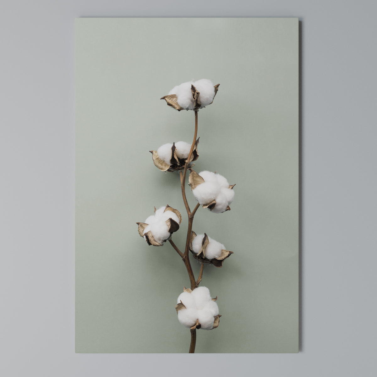 COTTON DREAMS UNFOLDED Quadro em tela vertical