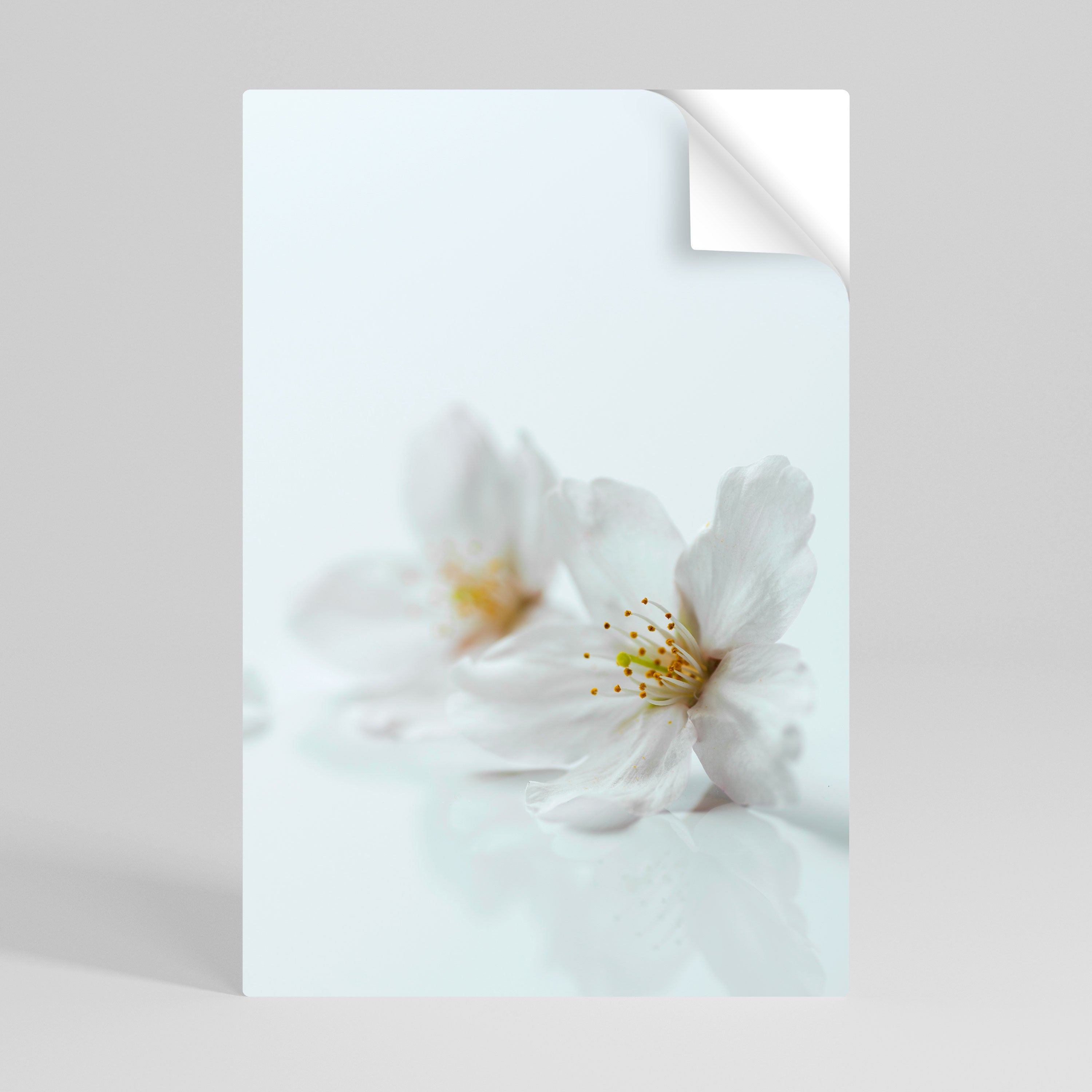 FLEETING WHITE PETALS Poster Vertical Autocolante