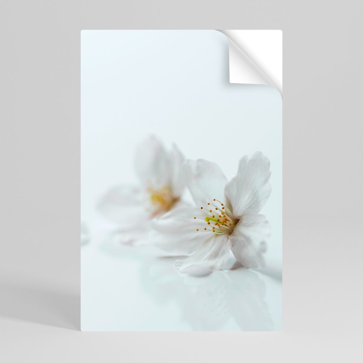 FLEETING WHITE PETALS Póster Autocolante Vertical