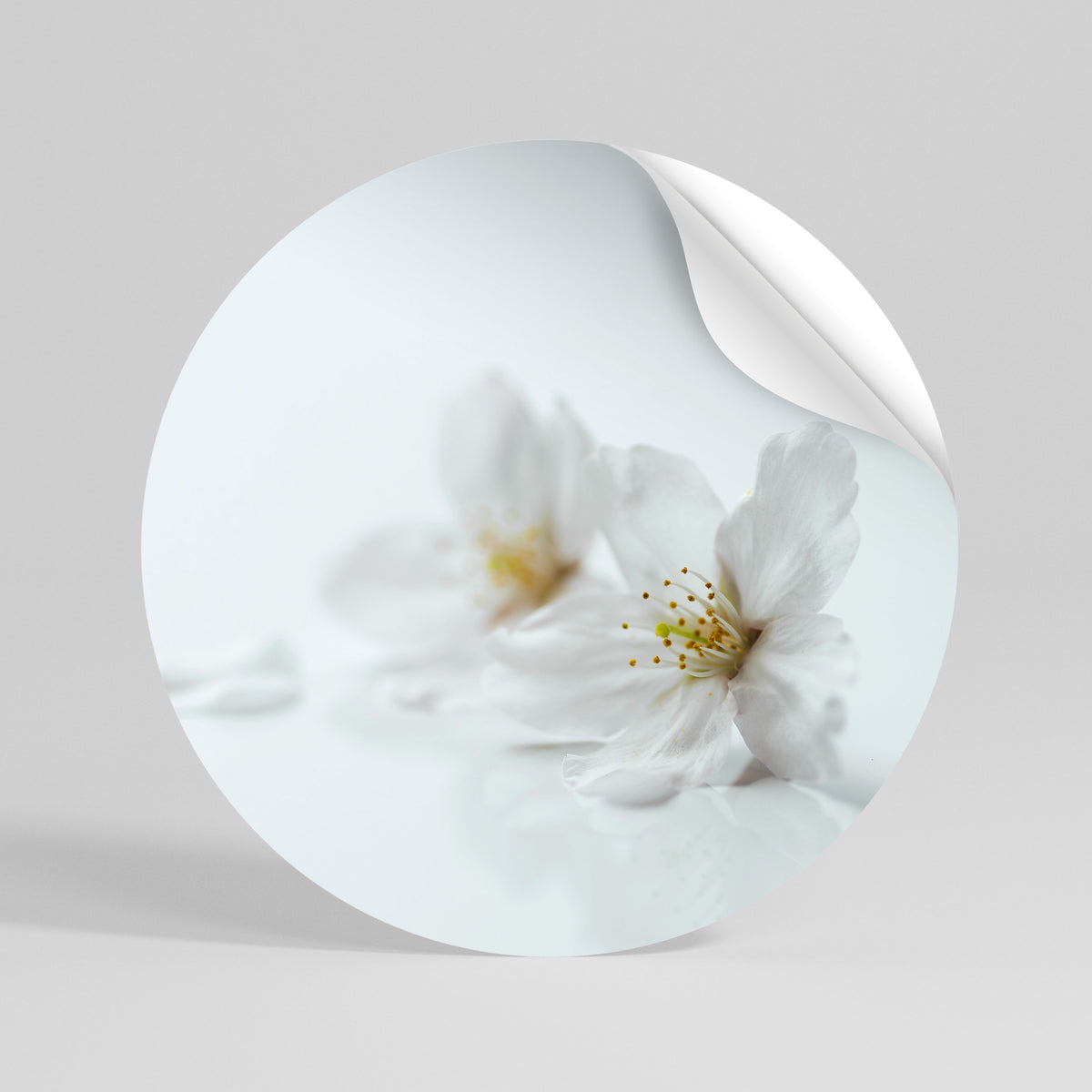 FLEETING WHITE PETALS Autocolante Redondo Removível