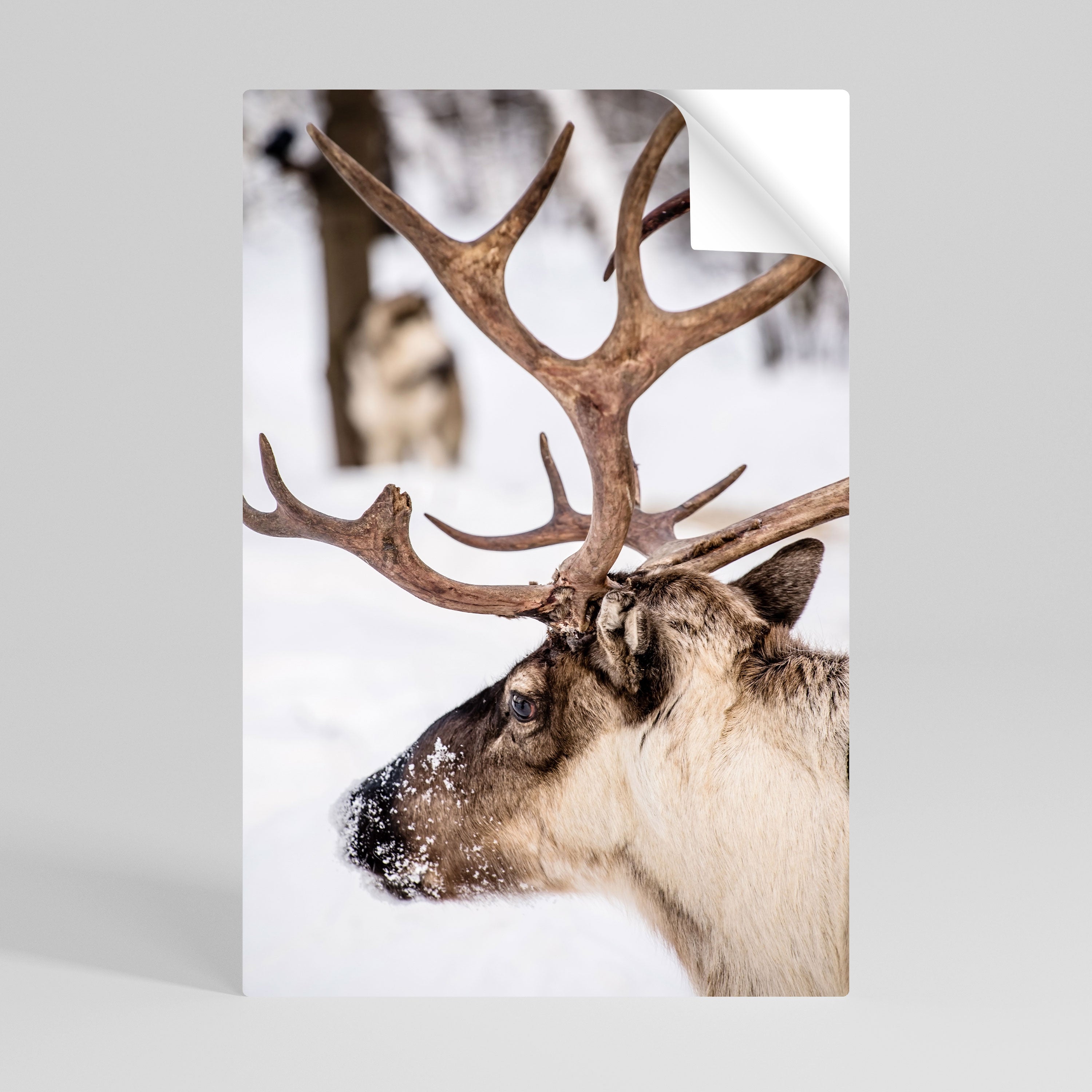 WHISPERS OF FROST Poster Vertical Autocolante