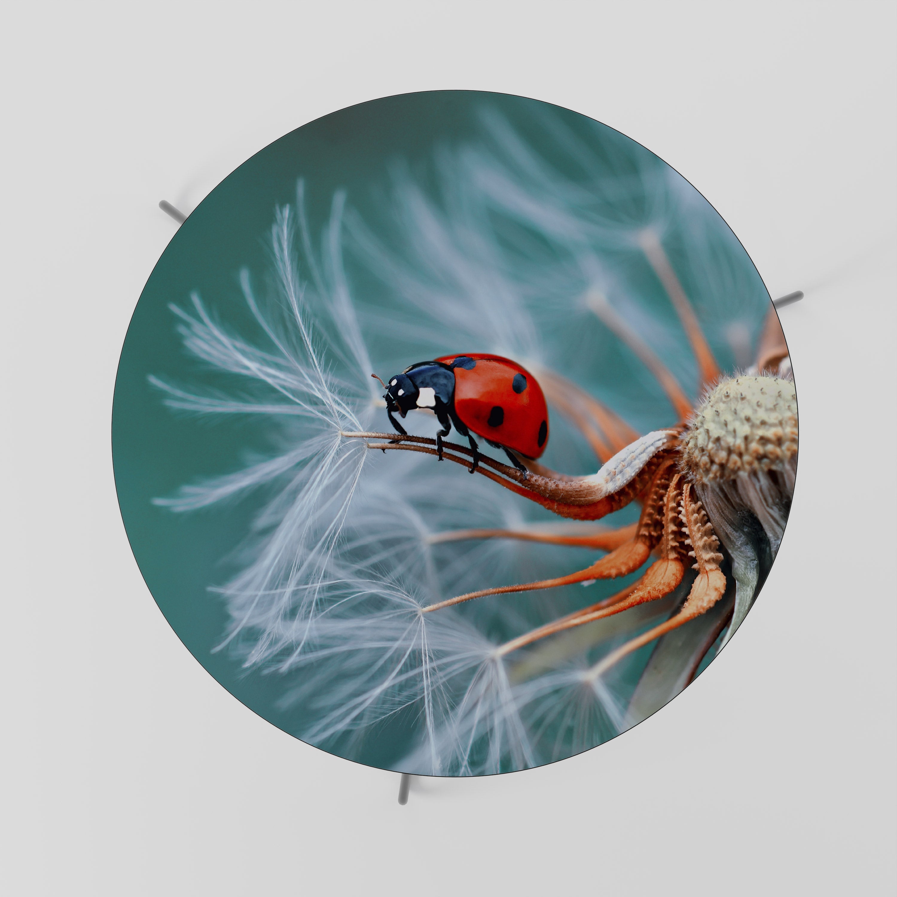 LADYBUG BALANCE Mesa de Centro 69