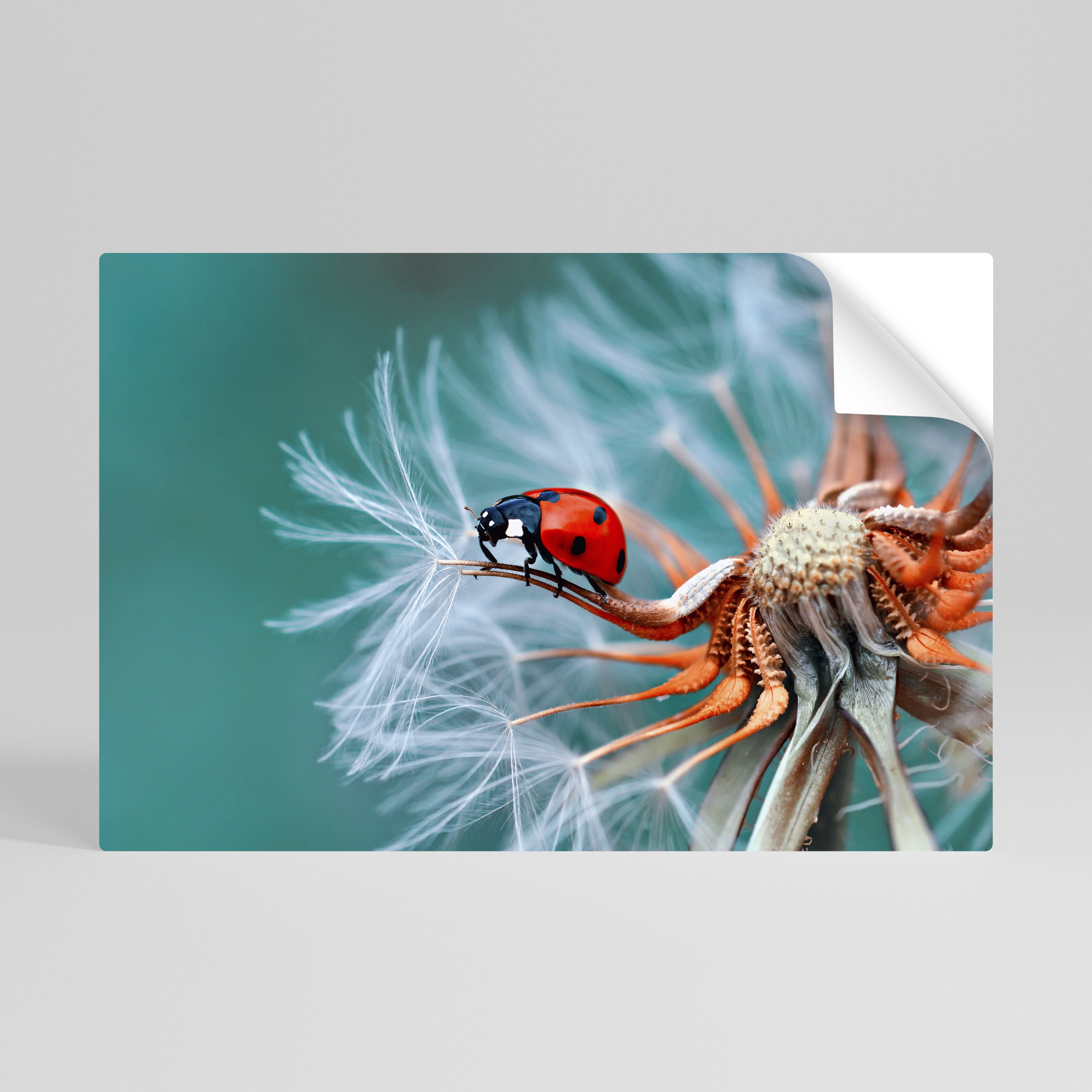 LADYBUG BALANCE Póster Autocolante Horizontal