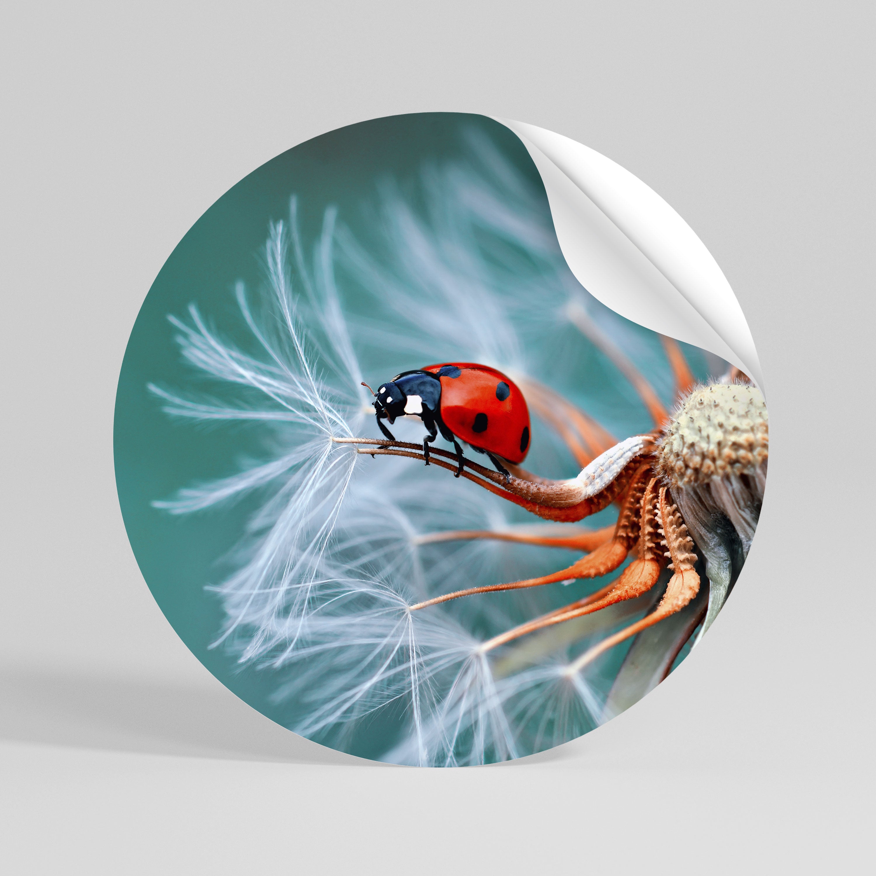 LADYBUG BALANCE Autocolante Redondo Removível