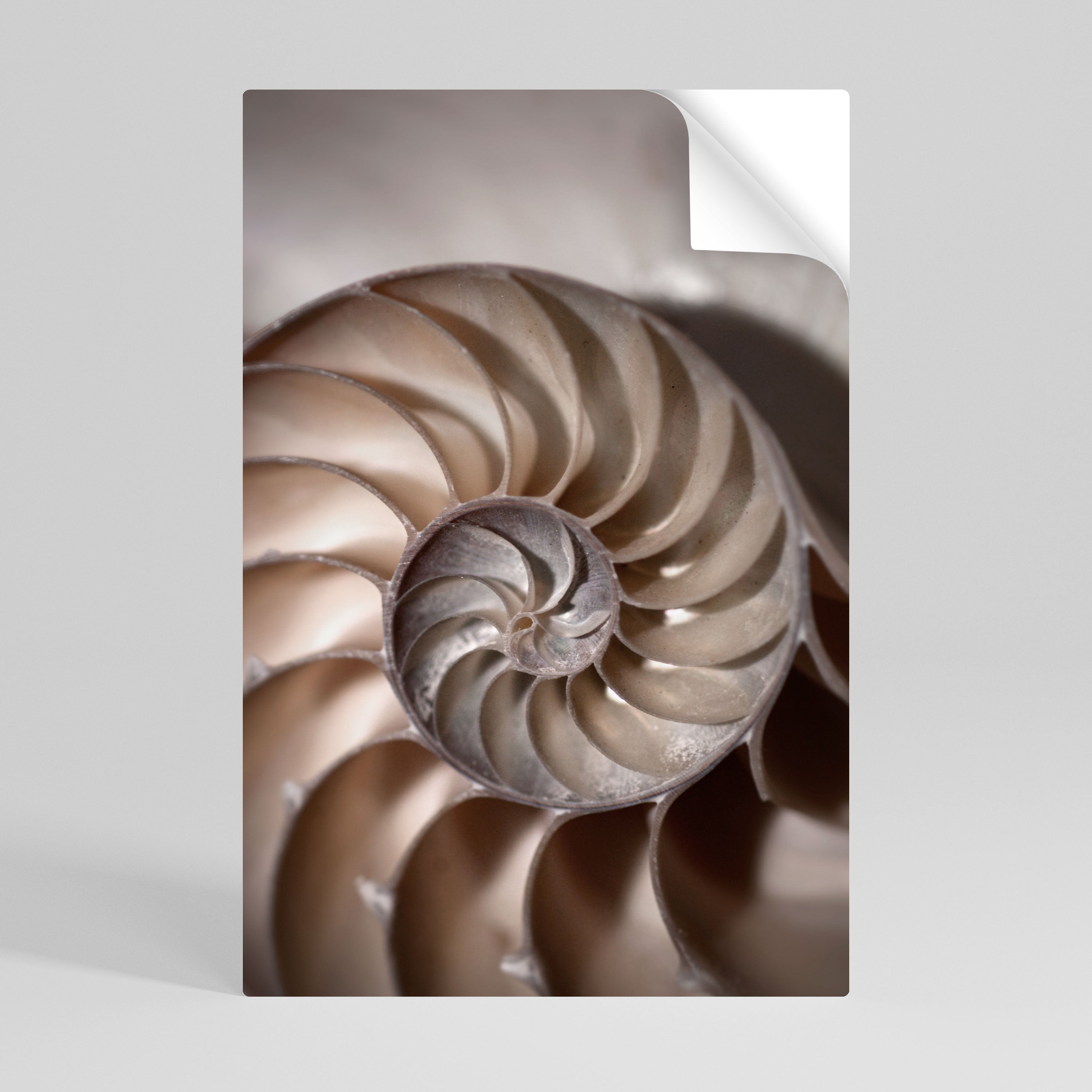 WHISPERS OF SHELLS Poster Vertical Autocolante