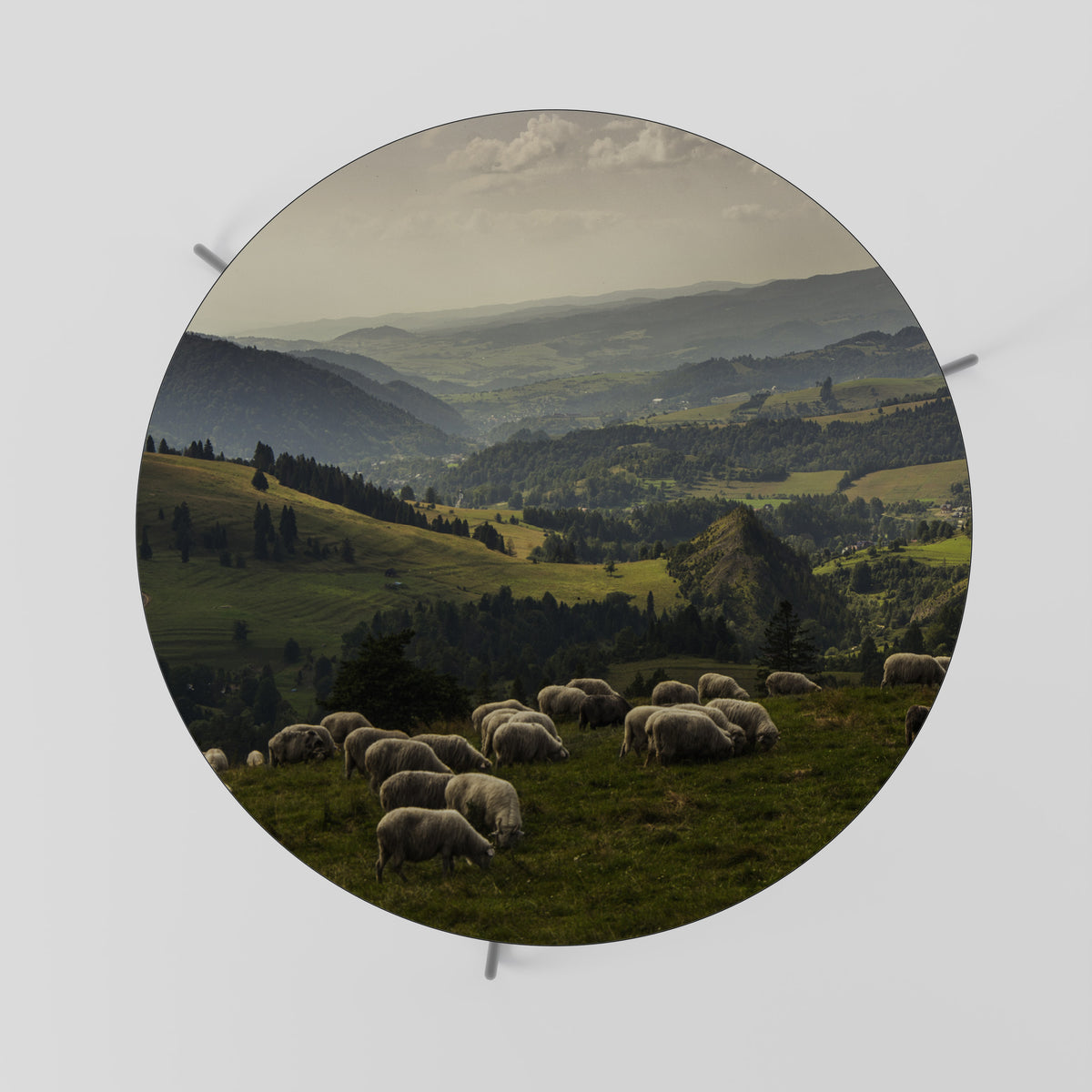 SHEEP IN SERENITY Coffee Table