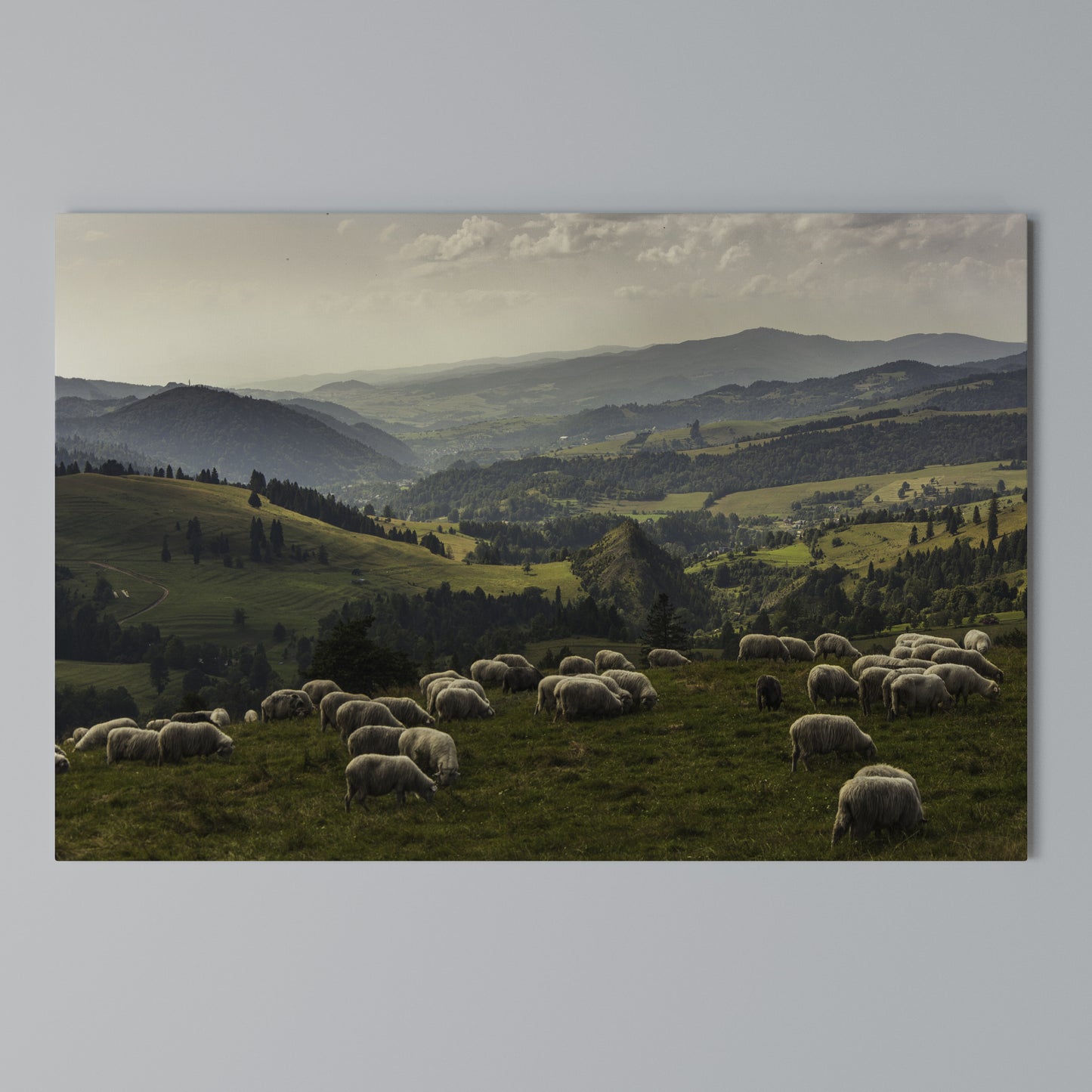 SHEEP IN SERENITY Horizontal Canvas Print