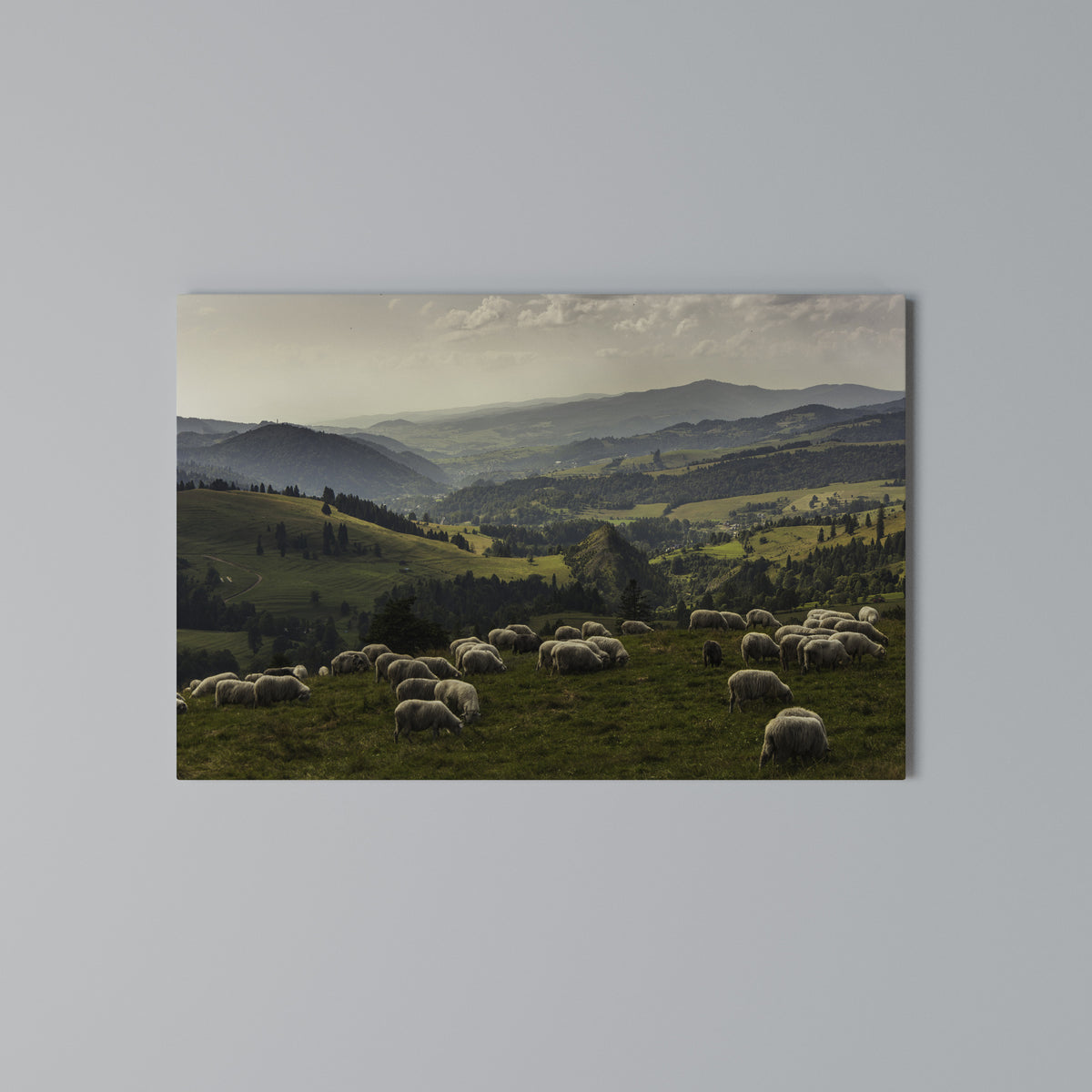 SHEEP IN SERENITY Horizontal Canvas Print