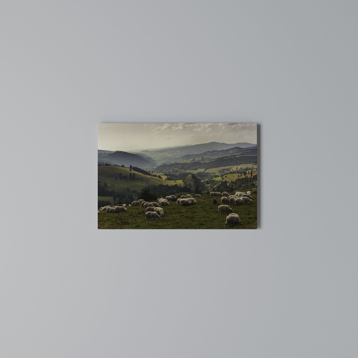 SHEEP IN SERENITY Horizontal Canvas Print