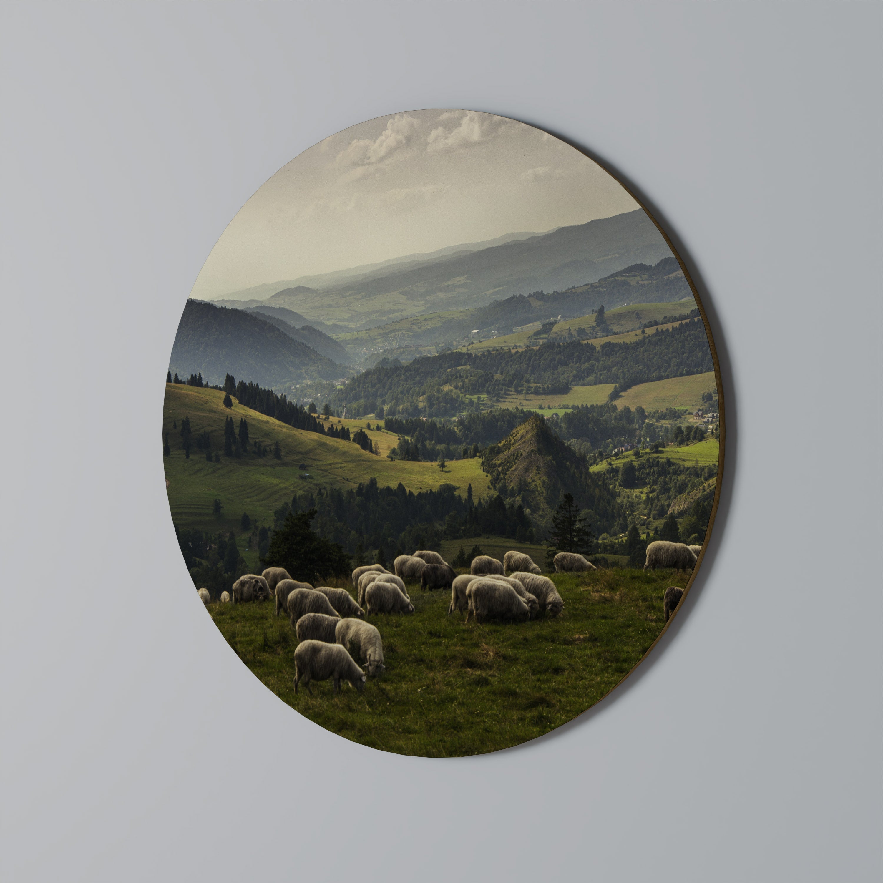 SHEEP IN SERENITY Quadro Redondo Decorativo