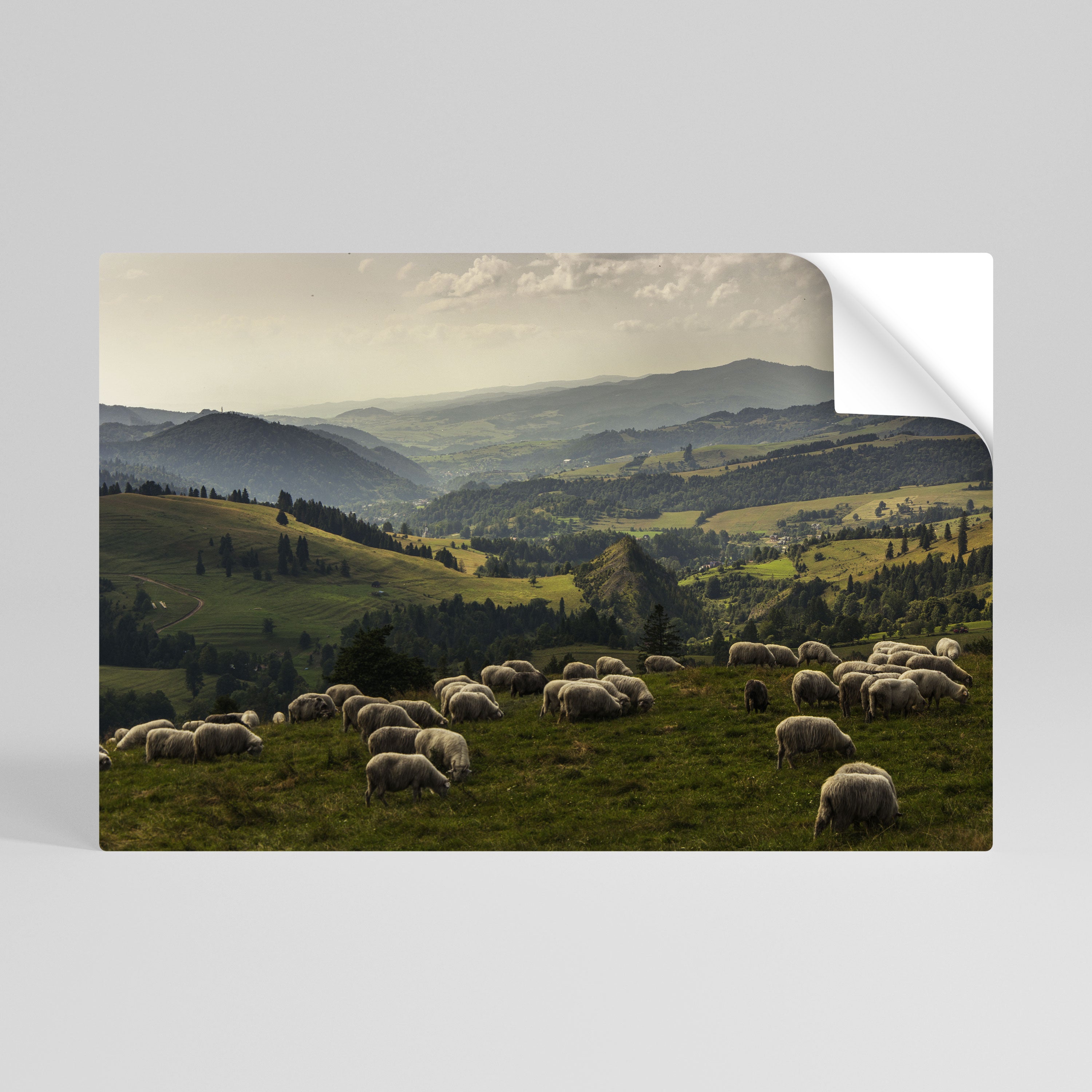SHEEP IN SERENITY Póster Autocolante Horizontal