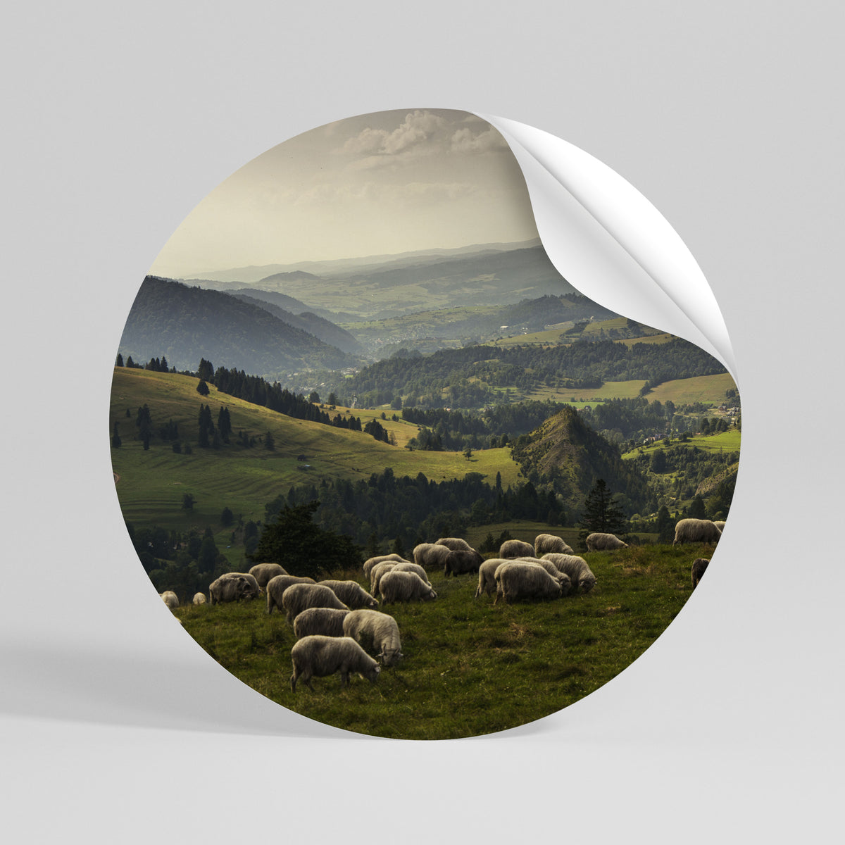 SHEEP IN SERENITY Autocolante Redondo Removível