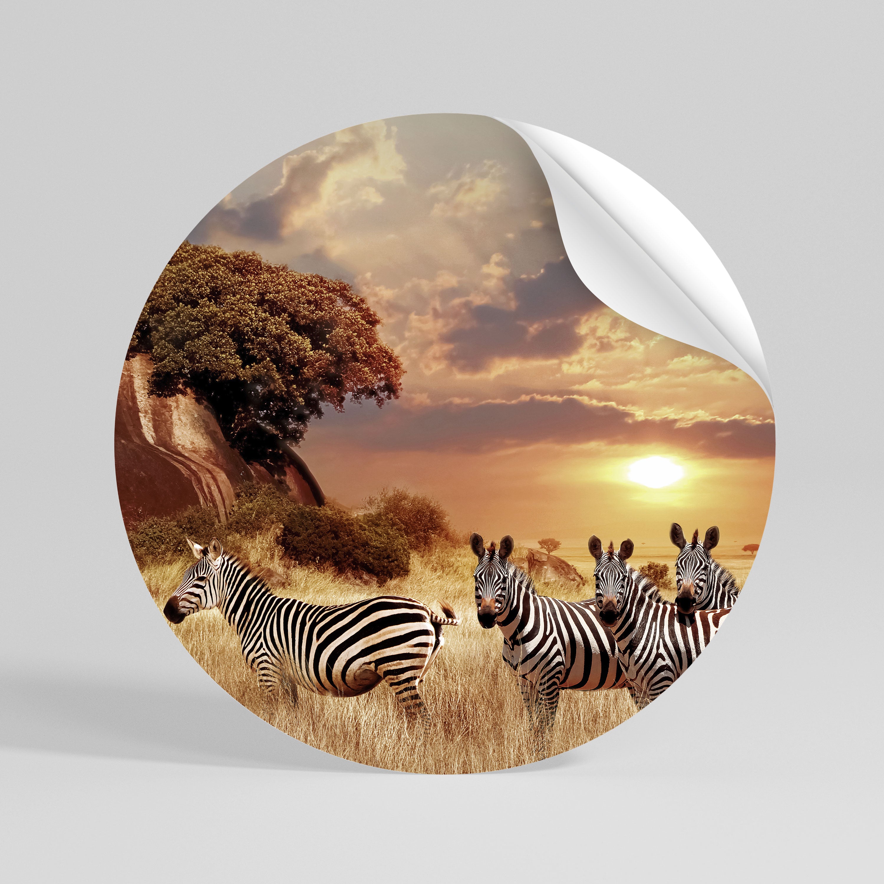 ZEBRA SUNSET SERENADE Autocolante Redondo Removível