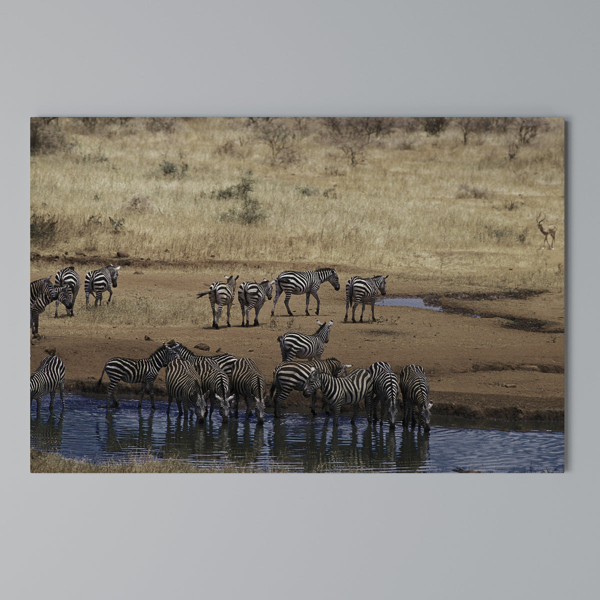 THE ZEBRA HARMONY Horizontal Canvas Print