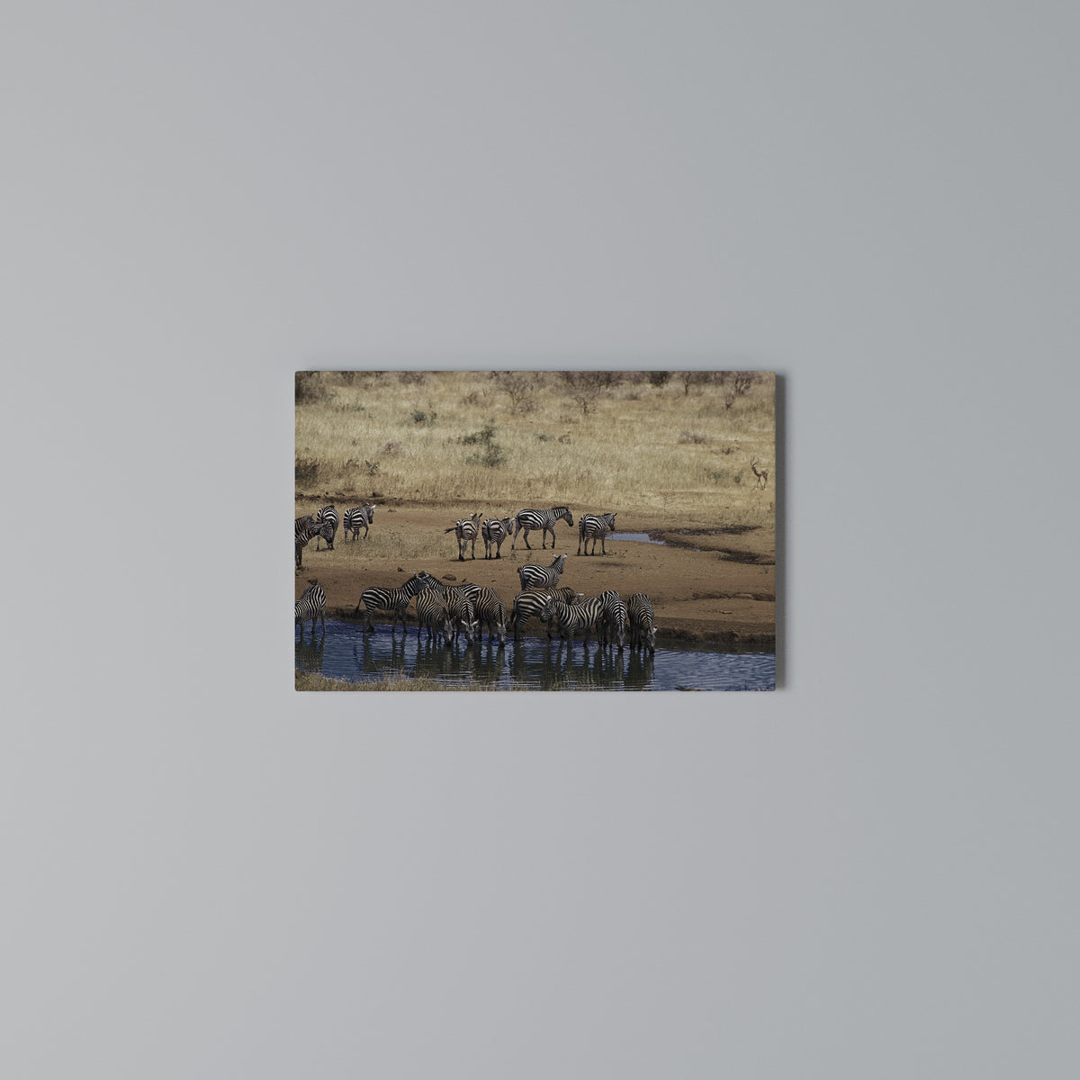 THE ZEBRA HARMONY Horizontal Canvas Print
