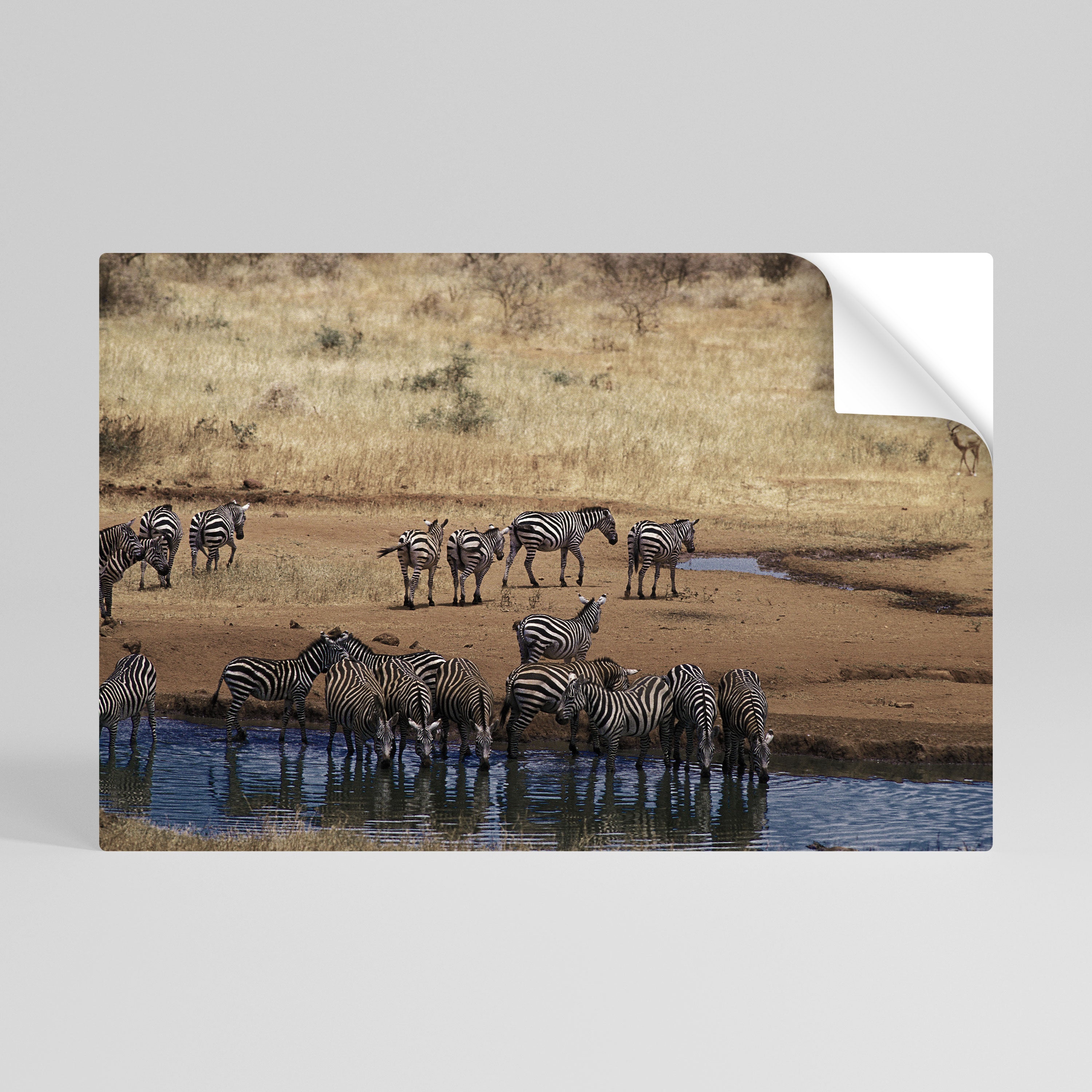 THE ZEBRA HARMONY Póster Autocolante Horizontal