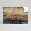 THE ZEBRA HARMONY Póster Autocolante Horizontal